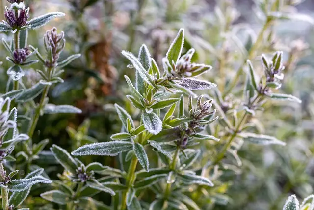 thyme cutting propagation
