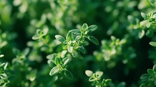 用百里香打造香草园艺：搭配与设计灵感