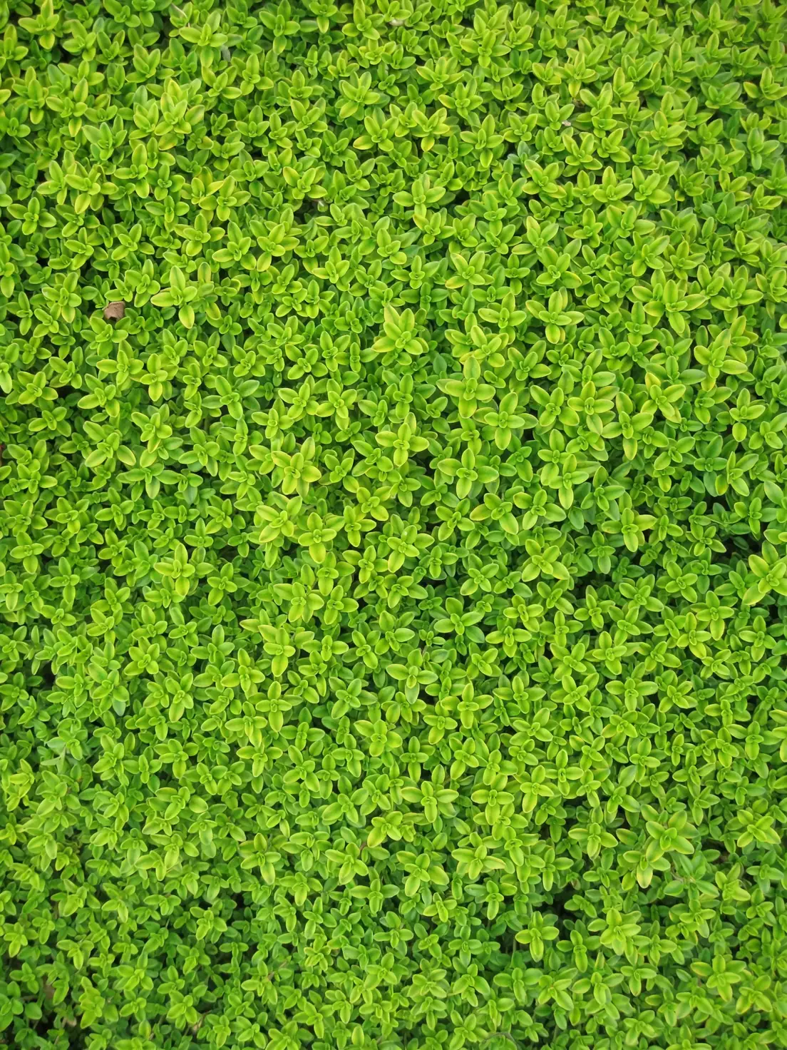 thyme ground cover garden path