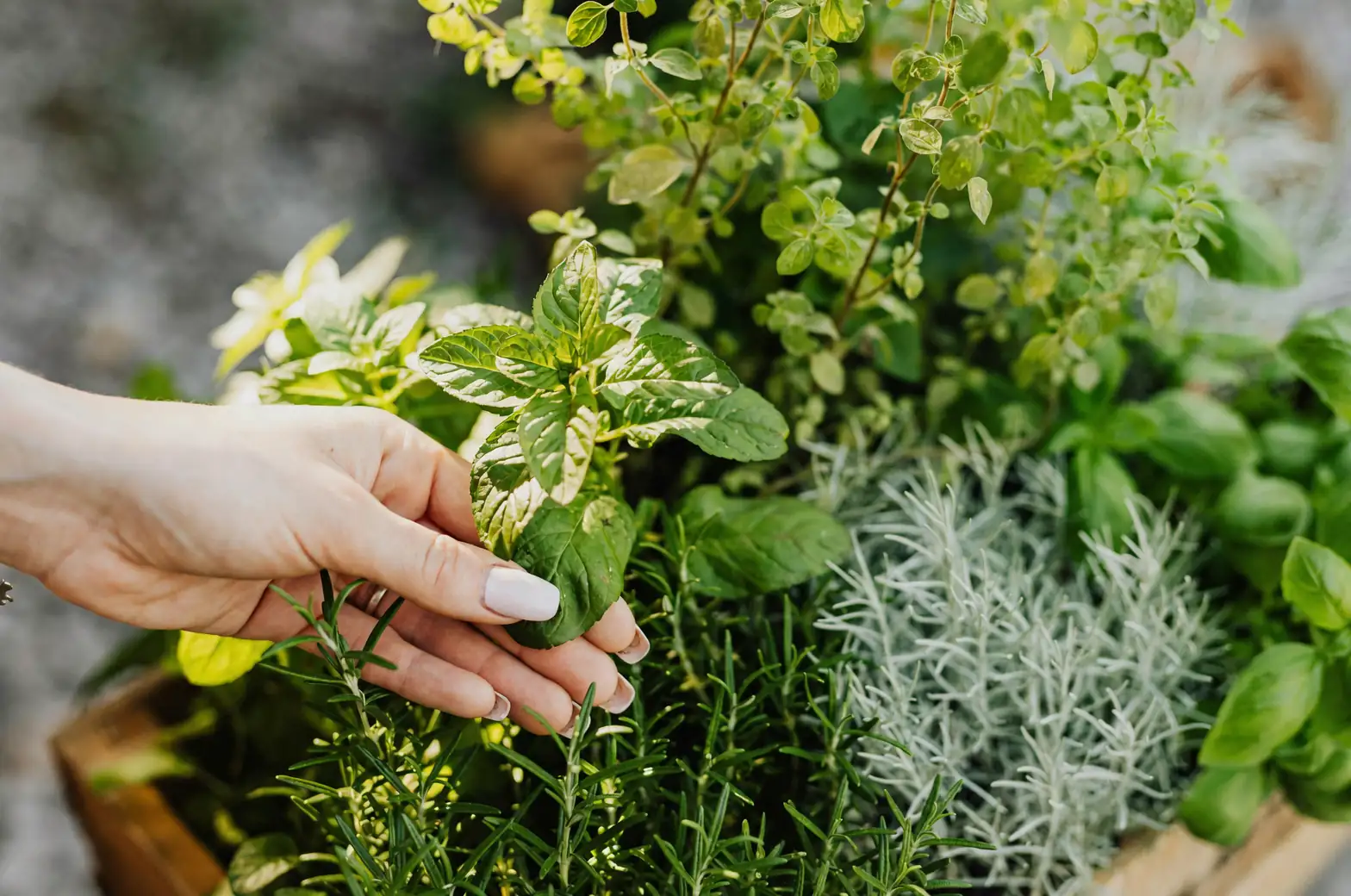 thyme lavender rosemary garden