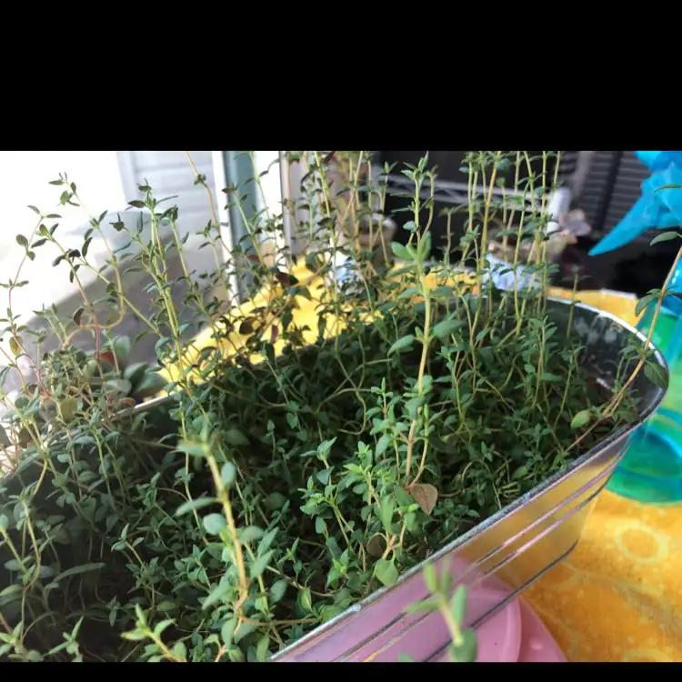 watering thyme plant garden