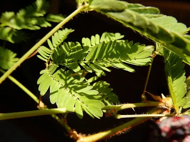 mimosa pudica in sunlight