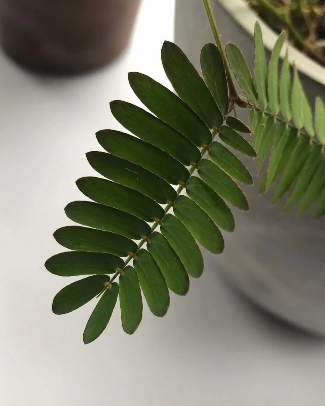watering mimosa pudica plant