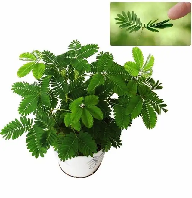 mimosa pudica soil mix