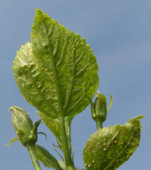 aphids on mimosa leaf