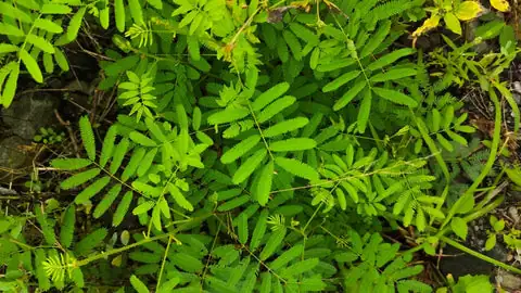 含羞草背后的故事：从热带美洲到世界花园