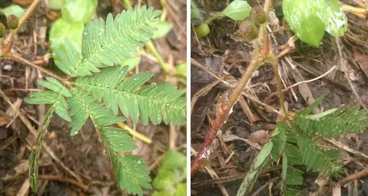 mimosa pudica global spread map
