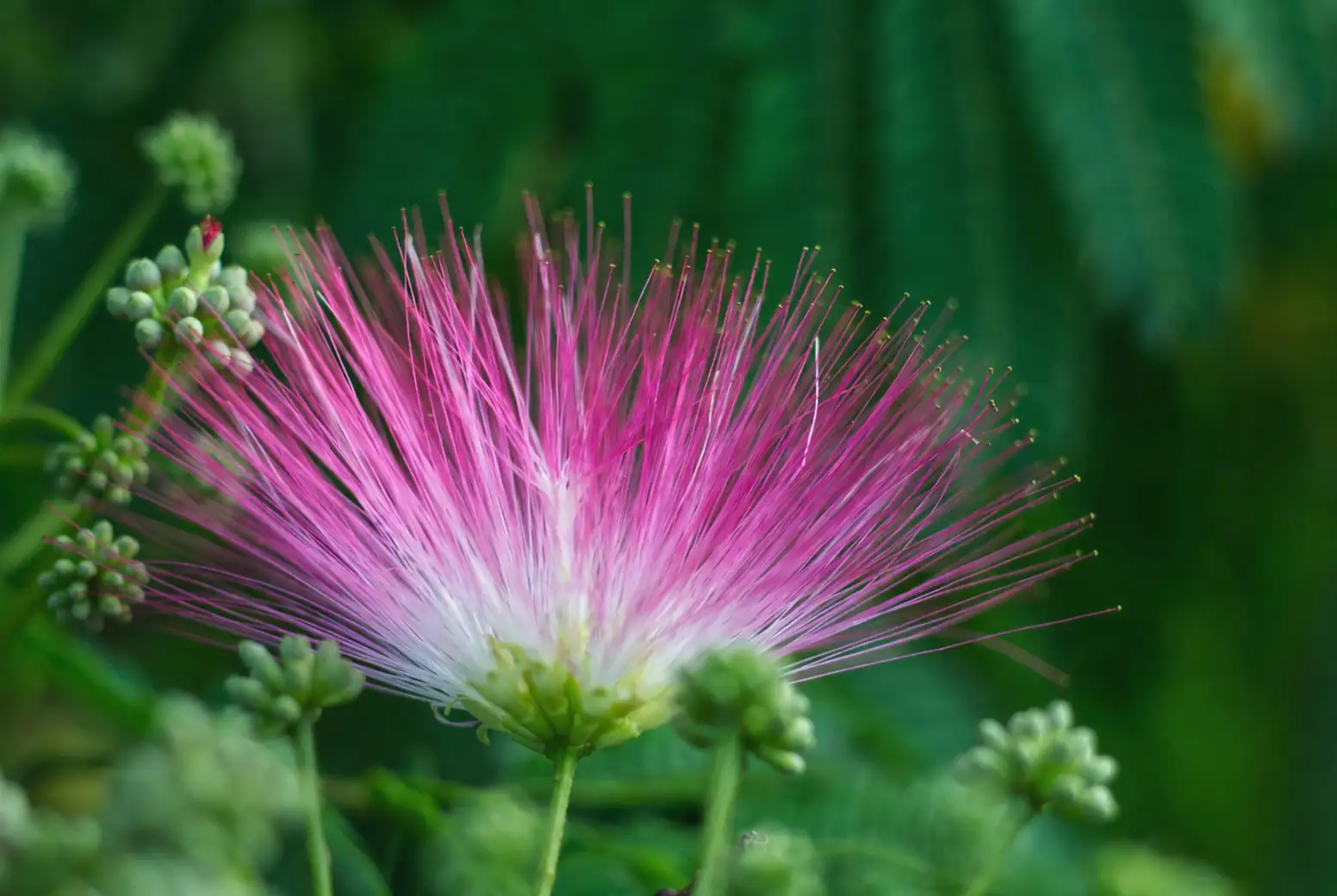 mimosa pudica pink flowers close-up