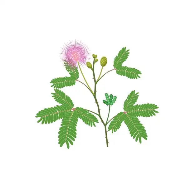 mimosa pudica symbolic illustration