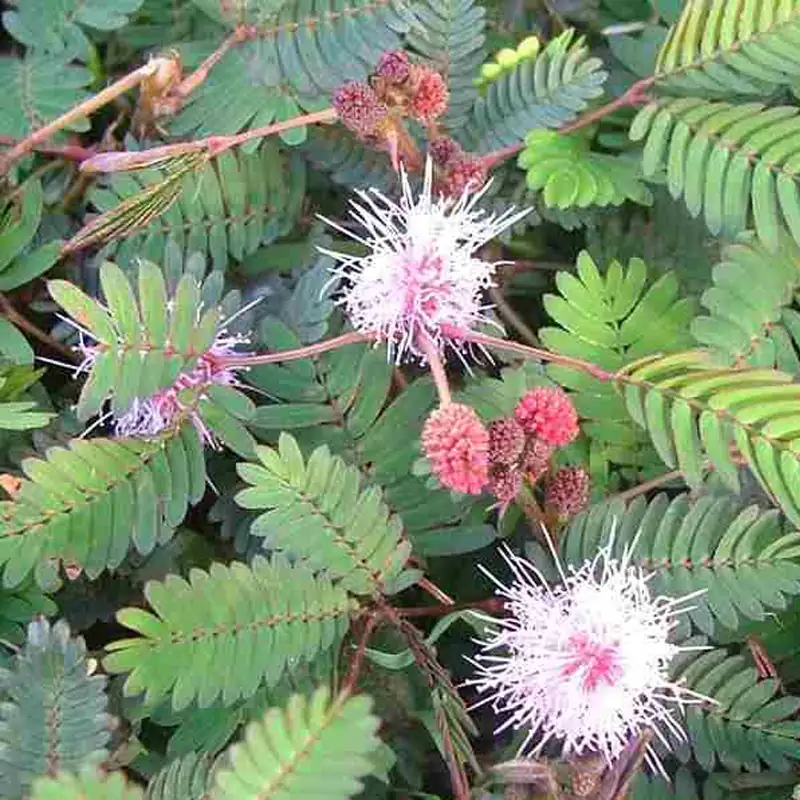 mimosa plant in tropical habitat