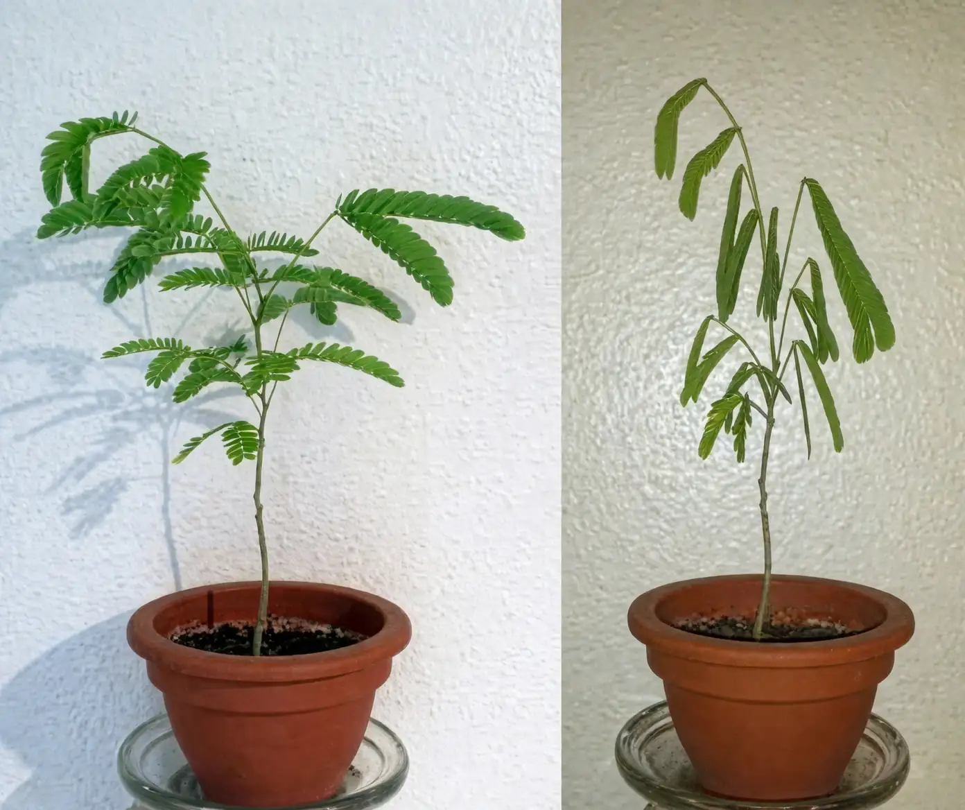 mimosa plant at night