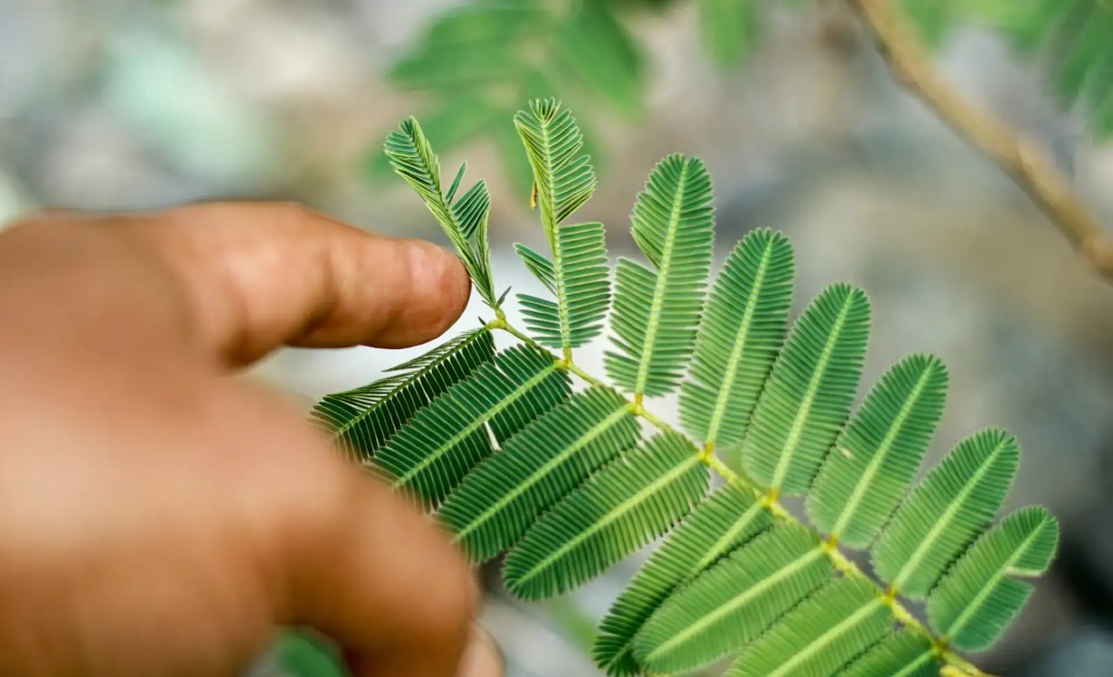 mimosa plant educational demonstration