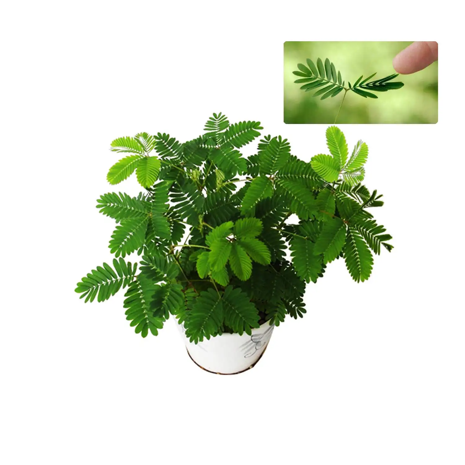含羞草的花语秘密：为何象征温暖而敏感的友情？