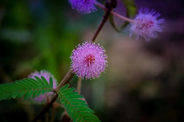 mimosa pudica symbolic illustration