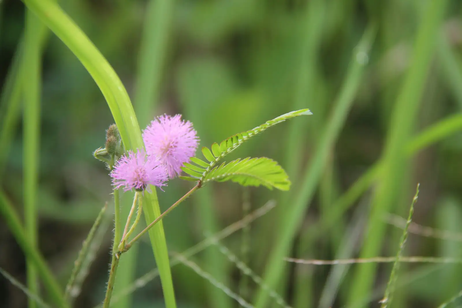 mimosa pudica folklore illustration
