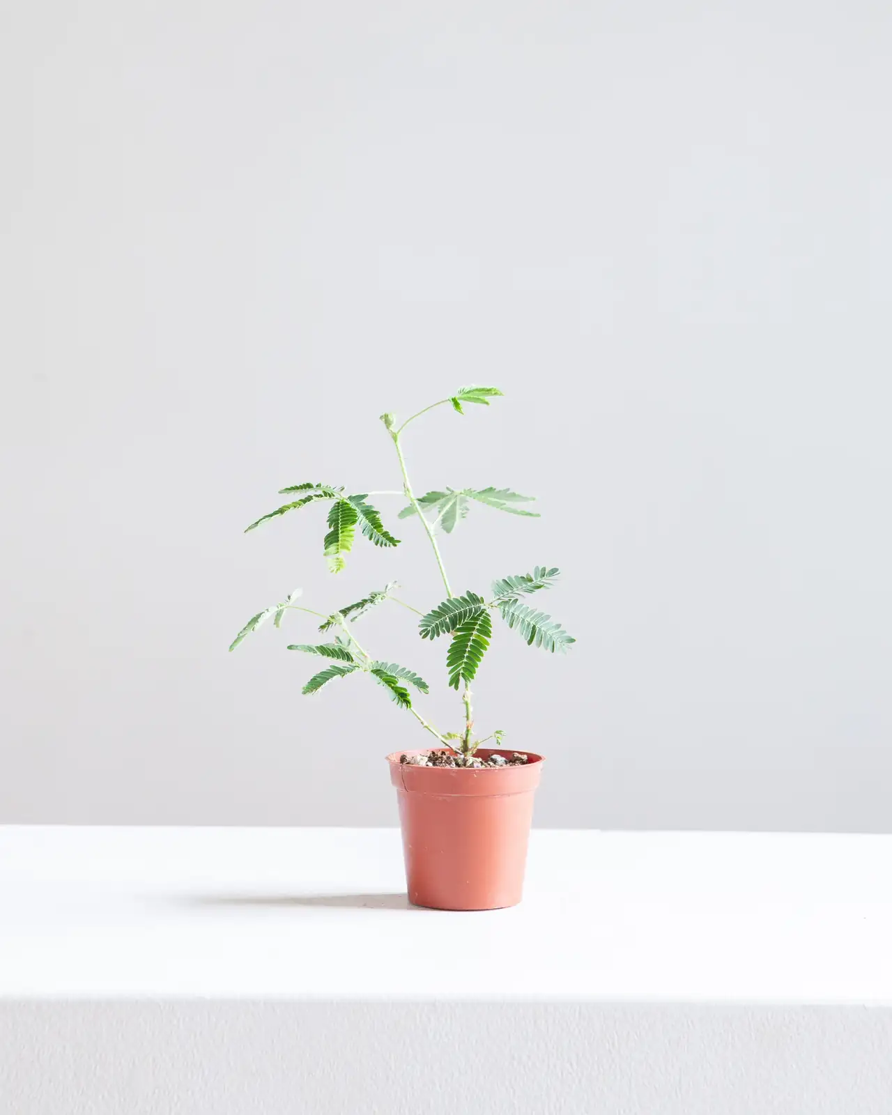 含羞草的室内装饰攻略：打造活泼且低调的绿色角落