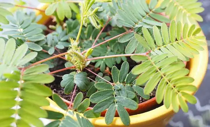 mimosa pudica on windowsill