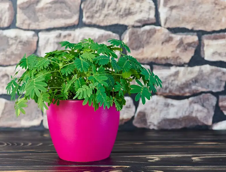 mimosa pudica in living room