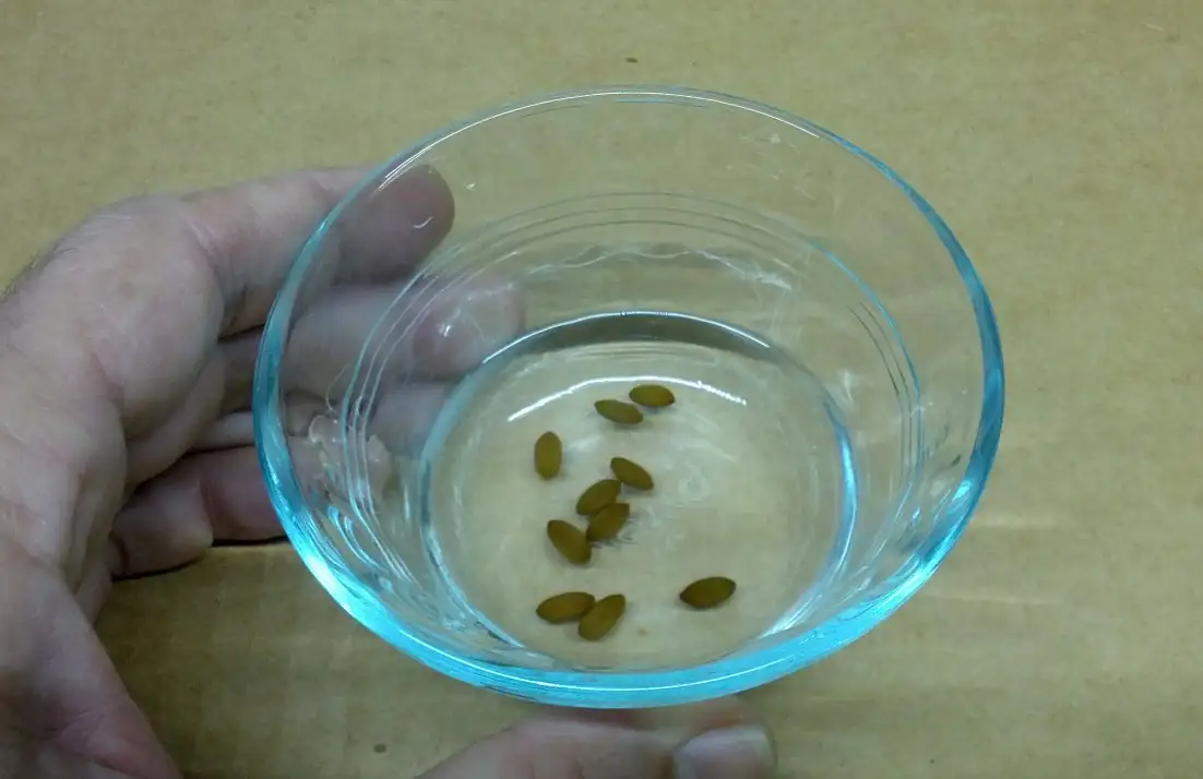 mimosa seeds soaking water