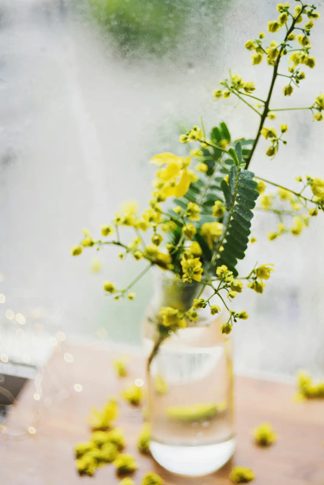 mimosa plant sunlight exposure