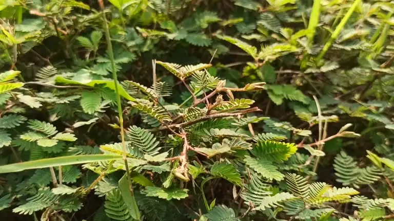mimosa pudica leaf close-up