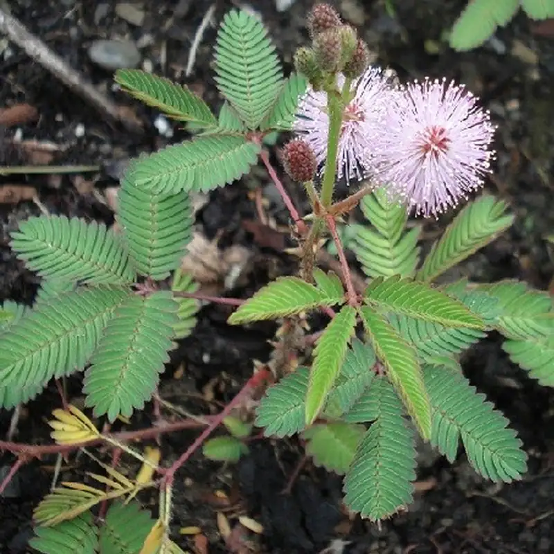 mimosa pudica in natural habitat