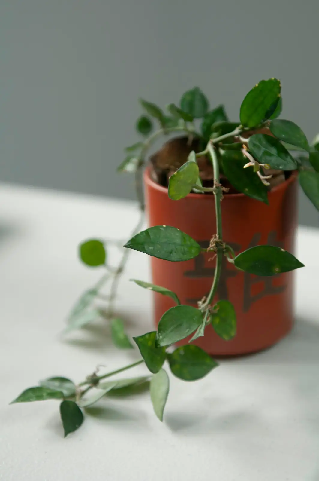 hoya carnosa indoor environment