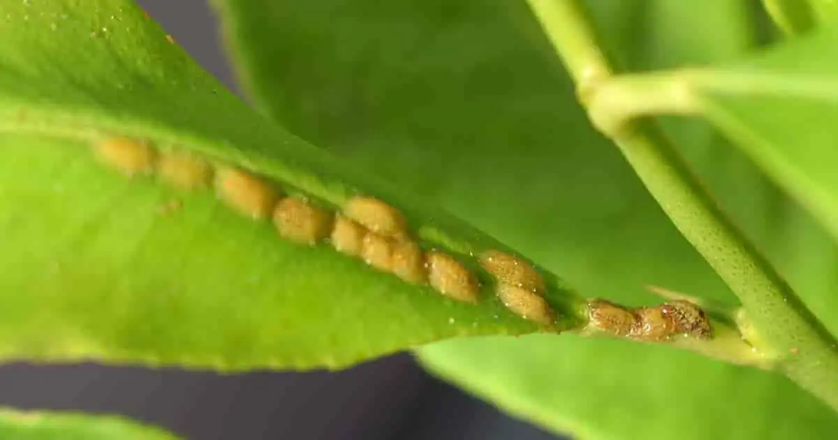 scale insects on hoya leaves