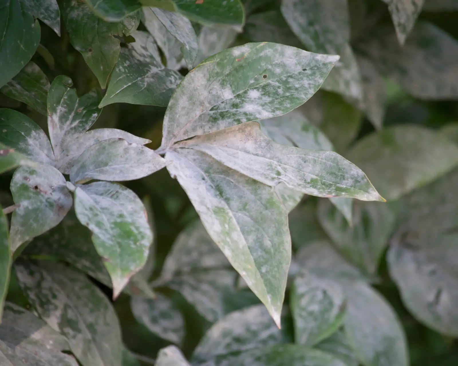 powdery mildew on hoya leaves