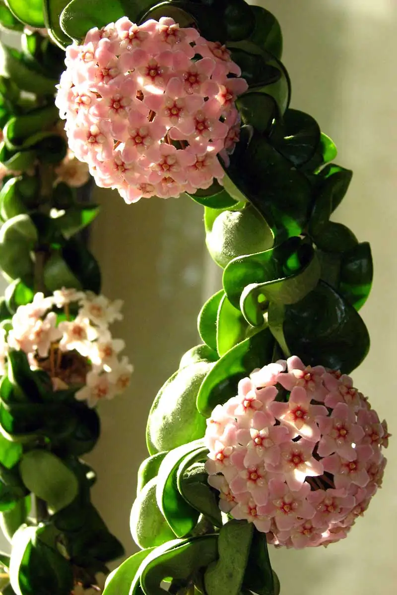 healthy hoya plant in bright room