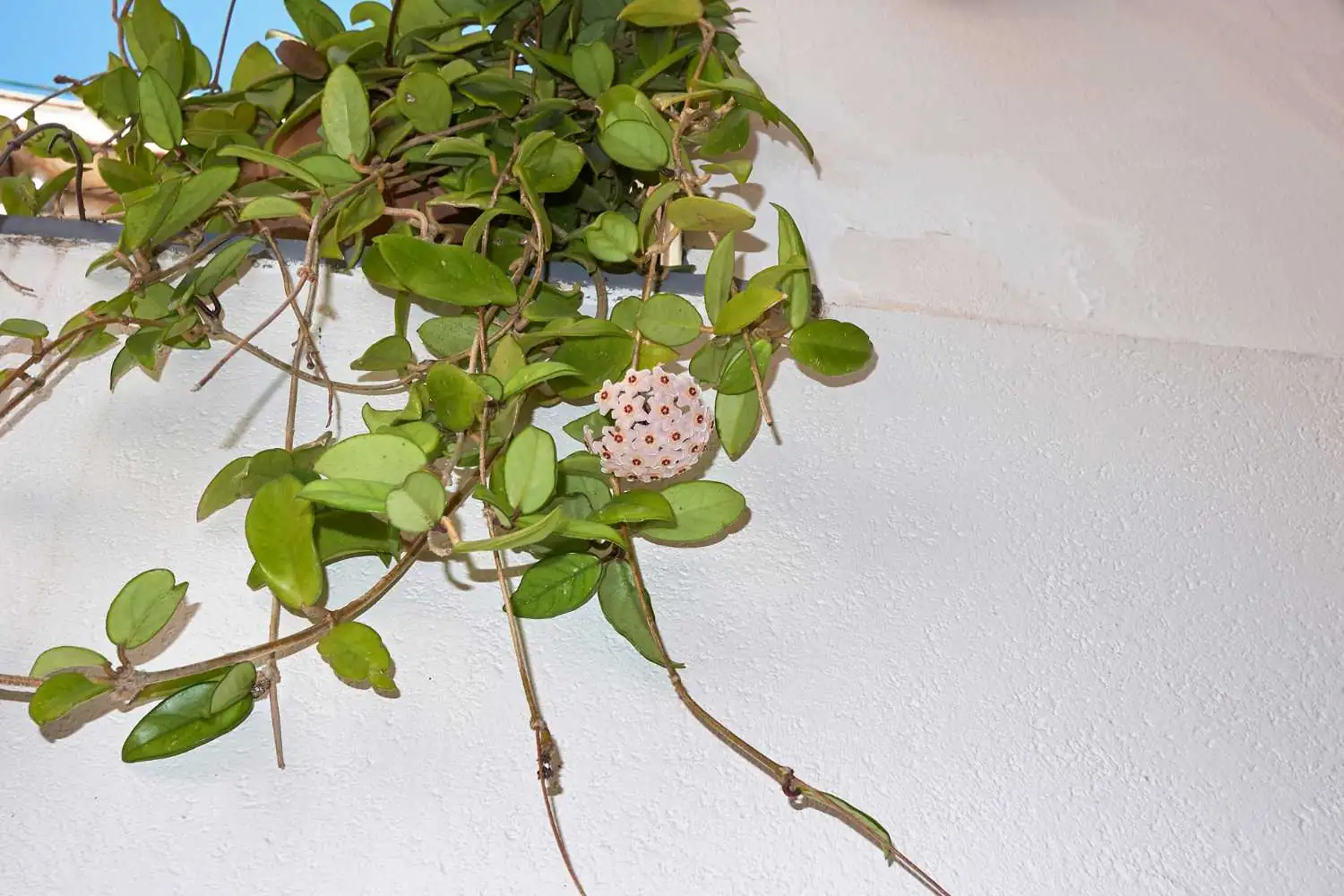 hoya carnosa in tropical forest