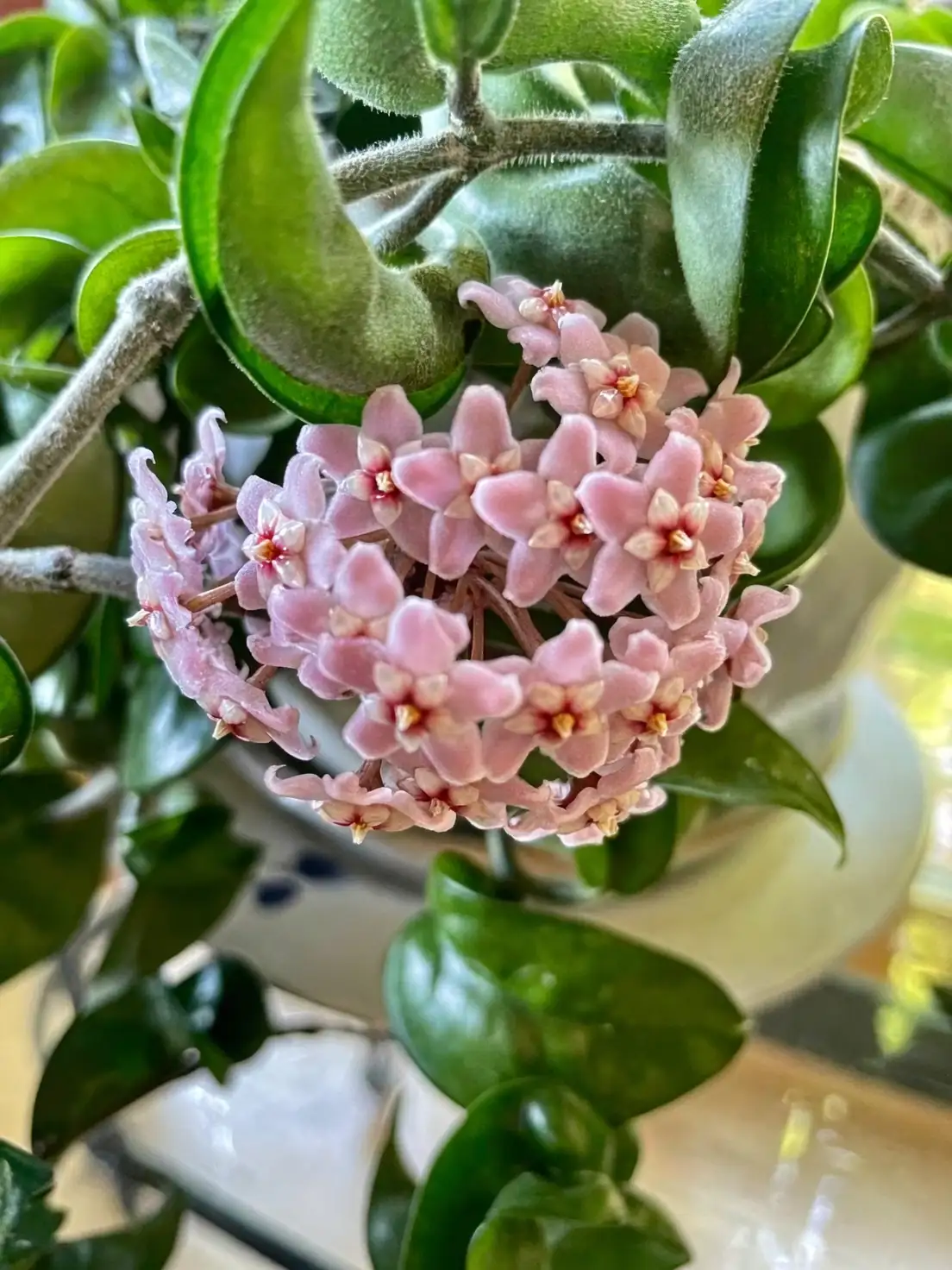 hoya carnosa indoor decor