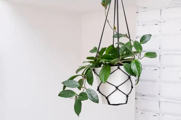 hoya carnosa indoor hanging