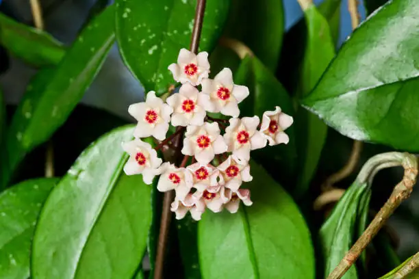 hoya carnosa blooming close-up