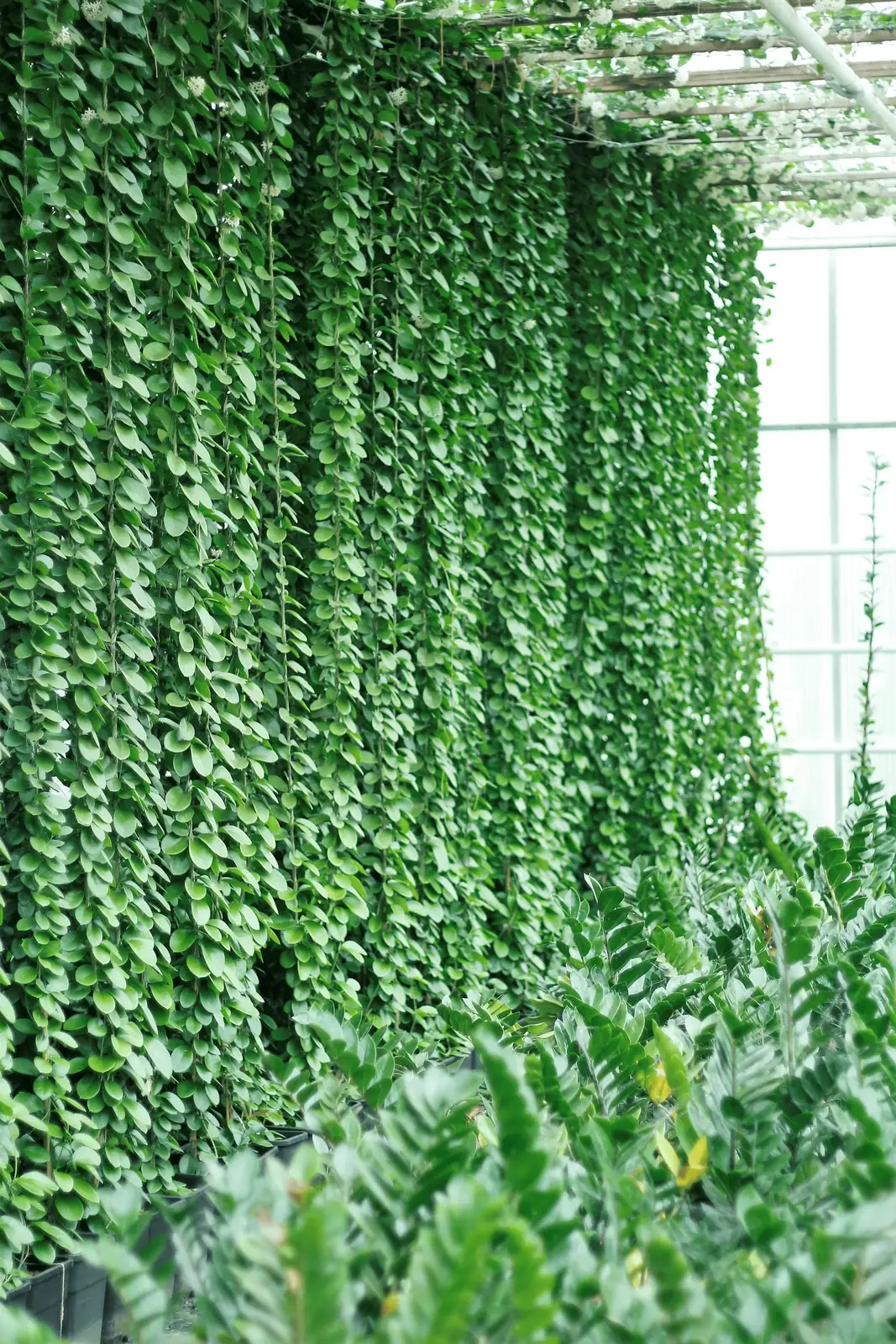 hoya carnosa in natural habitat