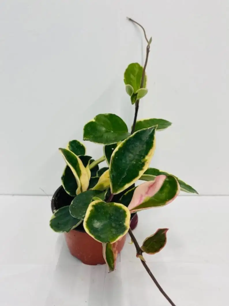 hoya carnosa care indoor setup