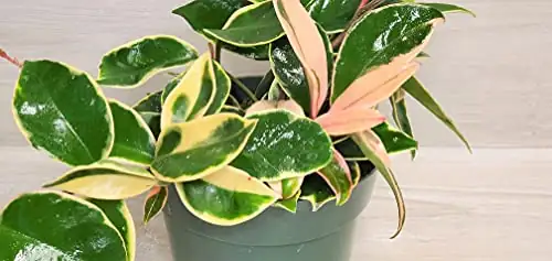 hoya carnosa plant stand living room