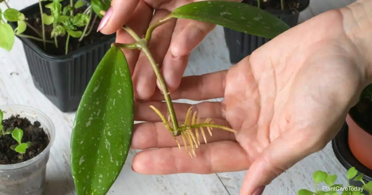 hoya cutting preparation