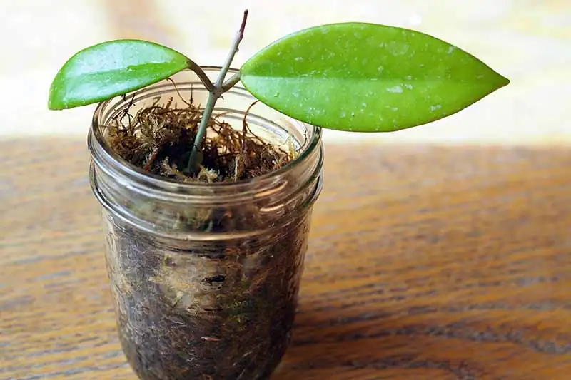 hoya rooting process