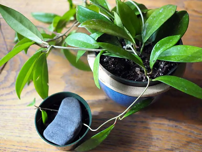 hoya layering technique