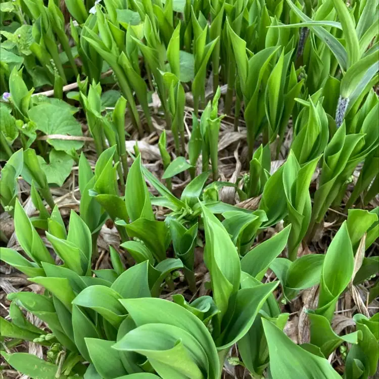 lily of the valley soil preparation