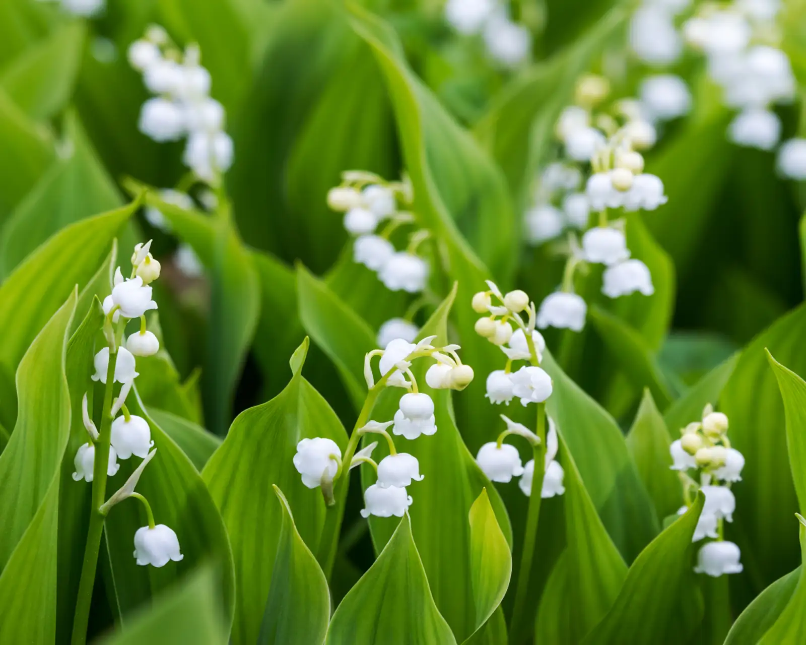 lily of the valley propagation division