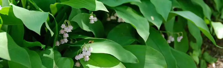 lily of the valley leaf spot disease