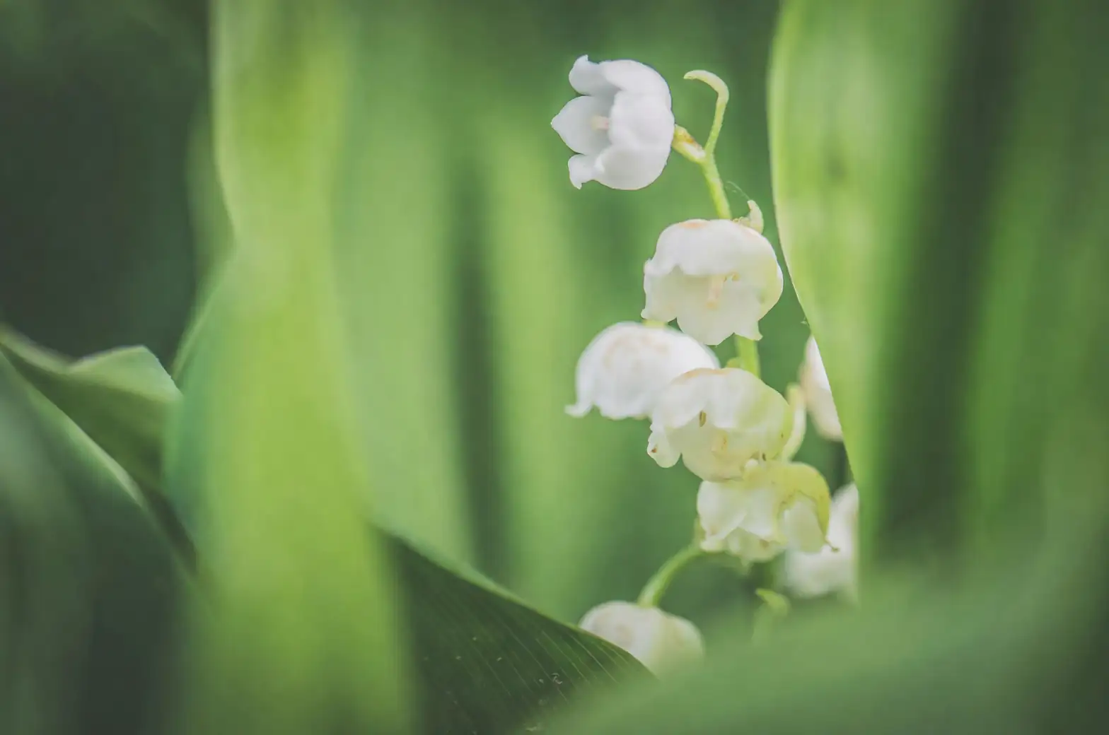 gardener pruning lily of the valley