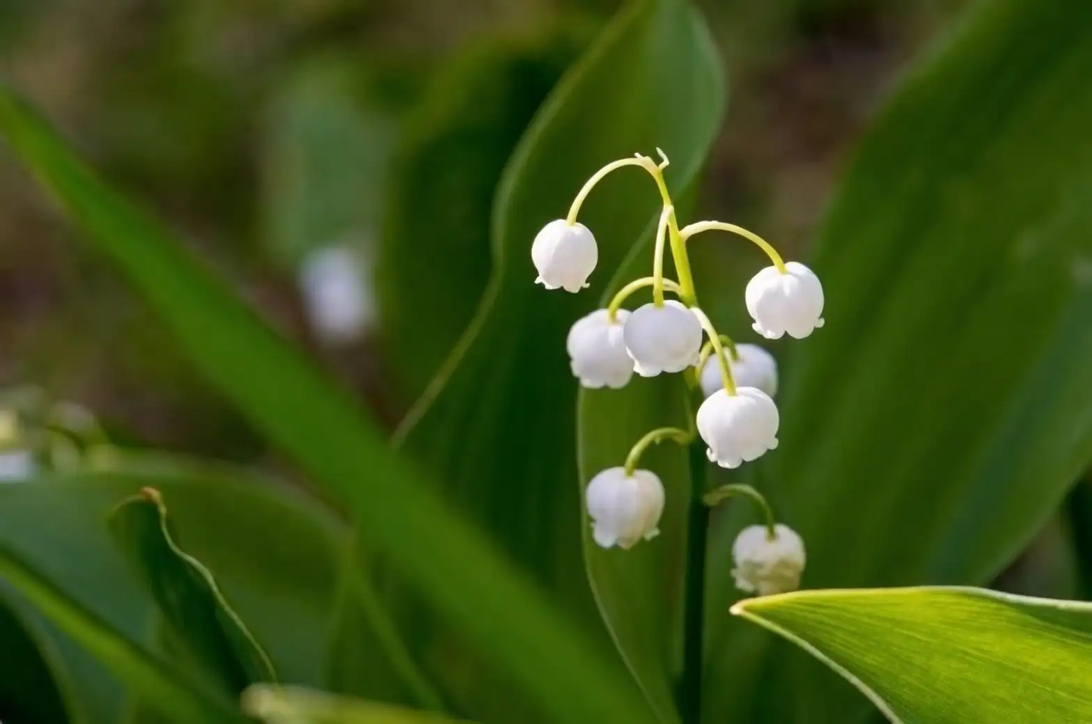 lily of the valley with warning sign
