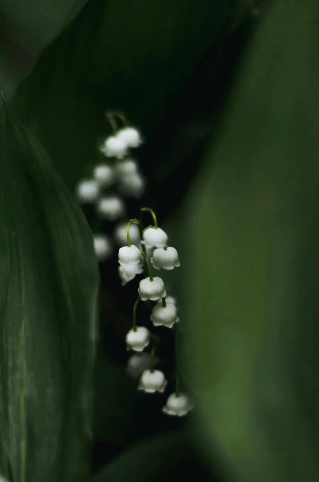 lily of the valley close-up
