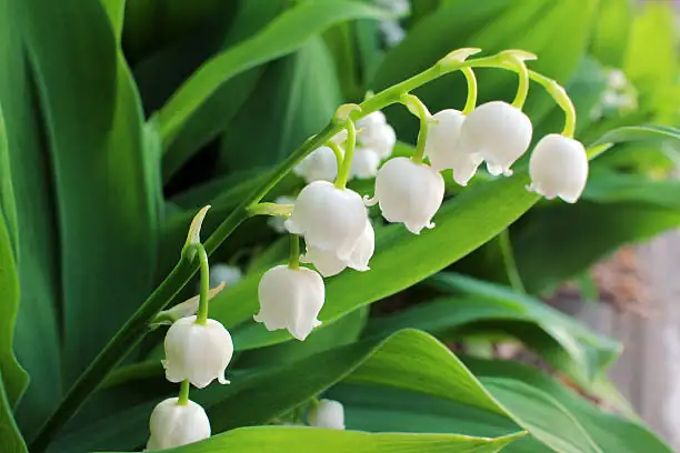 lily of the valley garden setting