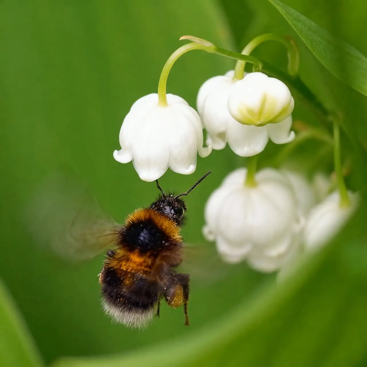 bee pollinating lily of the valley
