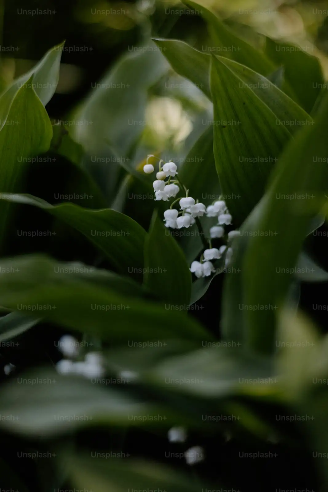lily of the valley potted plant care
