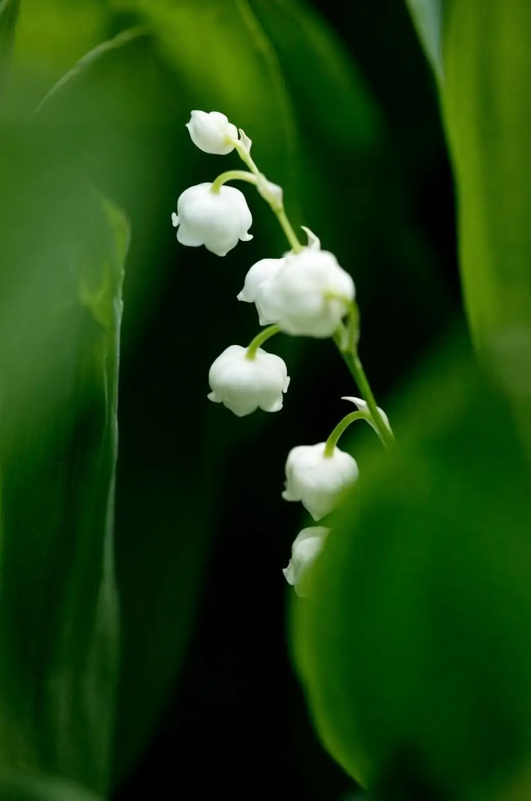 lily of the valley festival celebration